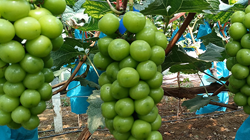 八福仙肥料：让阳光玫瑰葡萄跃升“出口级品质”