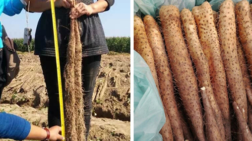 八福仙有机肥料：破解山药畸形与重茬双重困局