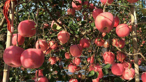 想让苹果高品质高产量？八福仙肥料来帮你