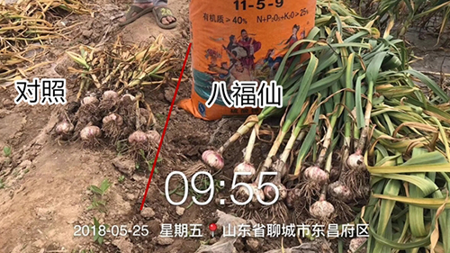 八福仙有机无机复混肥料：破解大蒜黄叶早衰难题，助力蒜农增产提质