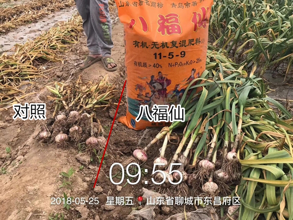 八福仙有机无机复混肥料：破解大蒜黄叶早衰难题，助力蒜农增产提质