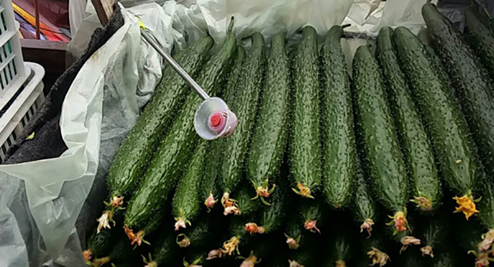 黄瓜