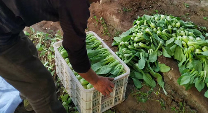 小油菜