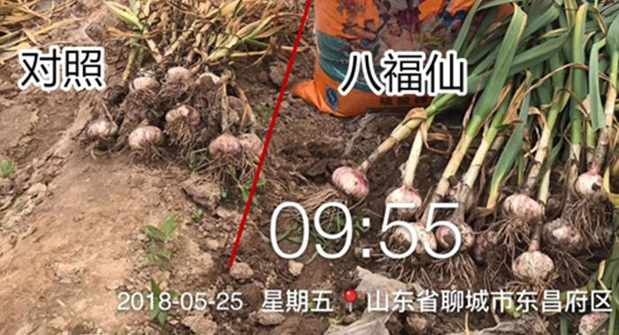 大蒜