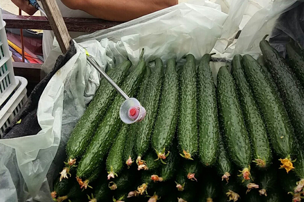 八福仙有机肥套餐助力农户解决黄瓜种植难题