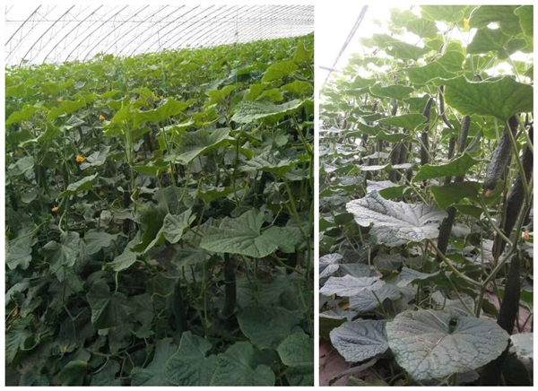 八福仙有机肥套餐助力农户解决黄瓜种植难题