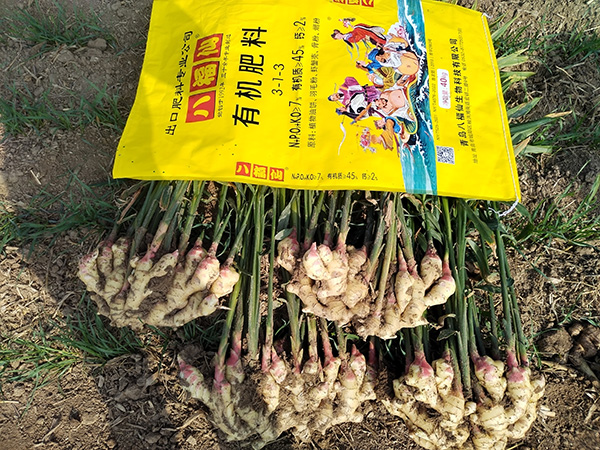 八福仙有机肥料：大姜种植的品质与效益双提升利器