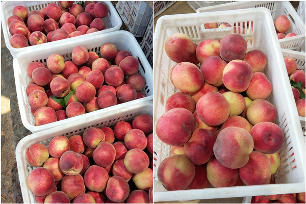 八福仙有机无机复混肥：让蒙阴蜜桃色艳果脆